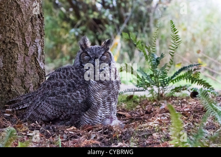 Große gehörnte Eule, BC Kanada Stockfoto