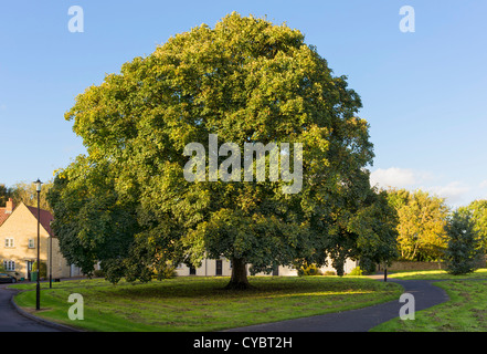 Englische Eiche im frühen Herbst, Großbritannien Stockfoto