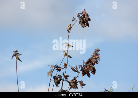 Zuchtjahr Zuchtjahr vier Stieglitze auf Baum im Garten Stockfoto