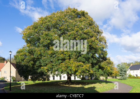 Große, reife Eiche im Spätsommer Stockfoto