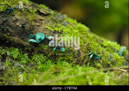 Green Elfcup, Chlorociboria aeruginascens Stockfoto