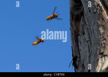 Hornet Arbeitnehmer (Vespa Crabro) wieder in das Nest mit Bestimmungen. Surrey, UK. Stockfoto