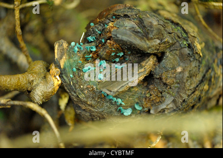 Grün Elfcup Pilz, Chlorociboria aeruginascens Stockfoto