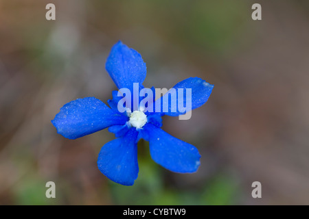 Frühlings-Enzian; Gentiana Verna; in Blüte; Spanien Stockfoto