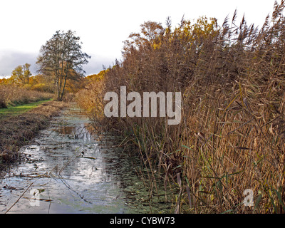 Herbstliche Bäume und Deich im Naturschutzgebiet Woodwalton Fen. Stockfoto