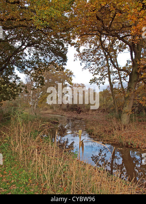 Herbstliche Bäume und Deich im Naturschutzgebiet Woodwalton Fen. Stockfoto