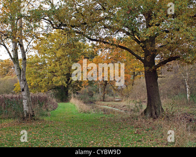 Herbstliche Bäume im Woodwalton Moor-Naturschutzgebiet. Stockfoto