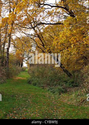 Herbstliche Bäume im Woodwalton Moor-Naturschutzgebiet. Stockfoto