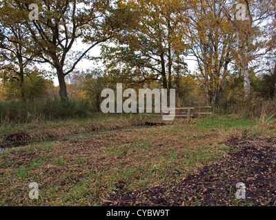 Herbstliche Bäume und Deich im Naturschutzgebiet Woodwalton Fen. Stockfoto