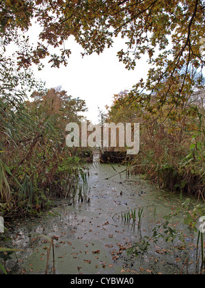 Herbstliche Bäume und Deich im Naturschutzgebiet Woodwalton Fen. Stockfoto