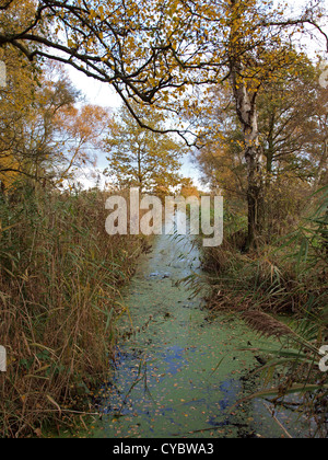 Herbstliche Bäume und Deich im Naturschutzgebiet Woodwalton Fen. Stockfoto