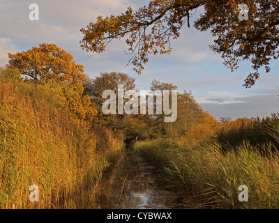 Herbstliche Bäume und Deich im Naturschutzgebiet Woodwalton Fen. Stockfoto