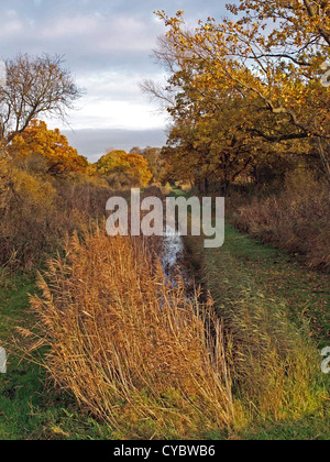 Herbstliche Bäume und Deich im Naturschutzgebiet Woodwalton Fen. Stockfoto