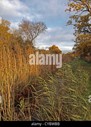 Herbstliche Bäume und Deich im Naturschutzgebiet Woodwalton Fen. Stockfoto