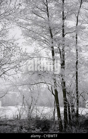 Baumgruppe am Rande eines Waldes mit Raureif bedeckt Stockfoto
