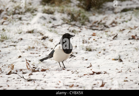 Elster im Schnee Stockfoto