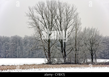 Gruppe von Bäumen bedeckt mit Raureif auf einem schneebedeckten Feld im Münsterland (North Rhine-Westphalia, Germany) Stockfoto