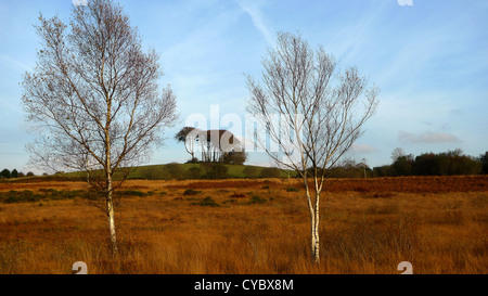 Heidelandschaft mit Silber Birken im Winter, Gorseinon, Swansea, Wales. Stockfoto