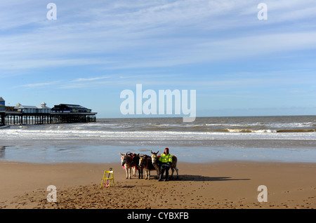 Blackpool Lancashire Küste Großbritannien - Esel am Strand Stockfoto