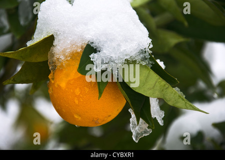 Orange auf dem Baum bedeckt mit Schnee Stockfoto