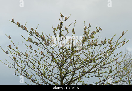 Böhmische Seidenschwanz Herde saß im Baum Vorfrühling in UK Stockfoto