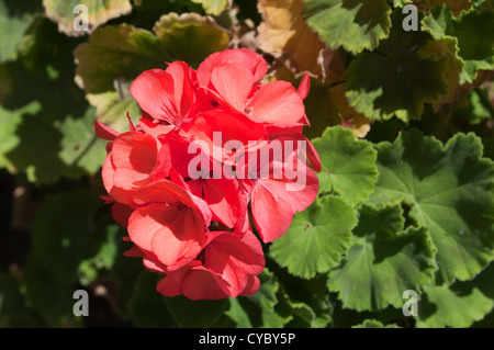 Rote Geranien Blumen Stockfoto