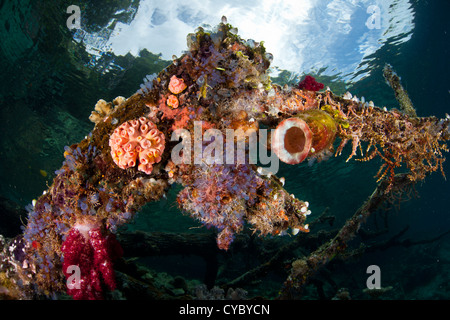 Ein gefallenen Ast ist ein Substrat für eine Vielfalt von marinen Organismen einschließlich Korallen, Schwämmen und Manteltieren geworden. Stockfoto