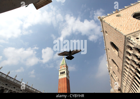 Bella Italia-Serie. Venedig - die Perle Italiens. Taube fliegt über den Markusplatz (Piazza San Marko). Stockfoto