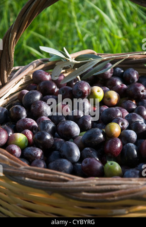 Frisch geerntete Oliven in Korb Stockfoto