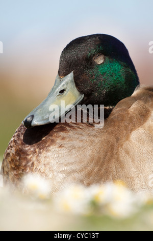 Männliche Stockente Stockfoto