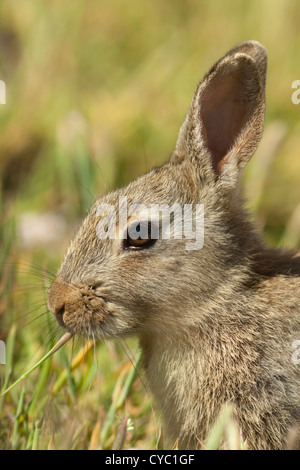 Europäische Kaninchen Stockfoto