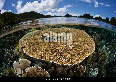 Ein Acropora Tischkoralle wächst in nur Zentimeter von Wasser in einer geschützten Lagune, umgeben von hohen Kalksteininseln. Stockfoto