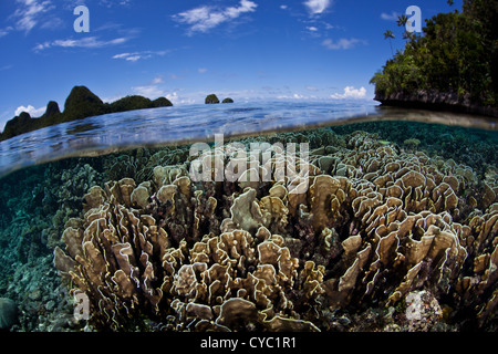 Flache Helipora Korallen wachsen im flachen Wasser in einer geschützten Lagune, umgeben von hohen Kalksteininseln im Osten Indonesiens. Stockfoto