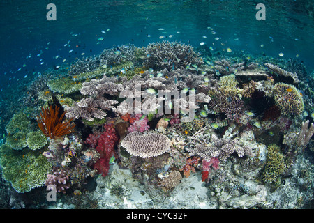 Kleines Riff Fische, hauptsächlich Riffbarsche Arten, bewege den Mauszeiger über ein vielfältiges Korallenriff wächst in der Nähe der Insel Misool, Indonesien. Stockfoto