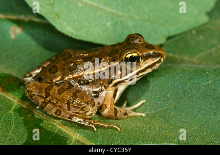 Südlichen Leopard Frog Lithobates Sphenocephalus Oklahoma, USA Juni Adult Ranidae Stockfoto