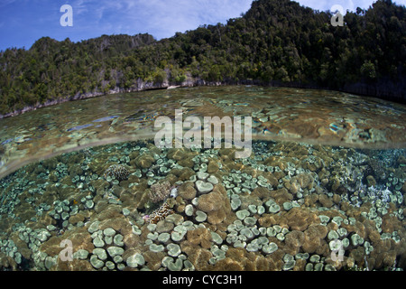 Ein Garten von weichem Lederkorallen (Sarcophyton SP.) wächst in den Untiefen in der Nähe einer Kalksteininsel in Raja Ampat, Indonesien. Stockfoto