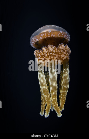Eine Qualle Mastigias Papua, schwimmt im dunklen Wasser, sondern sucht nach Licht.  Es hat symbiotische Algen in den Geweben. Stockfoto