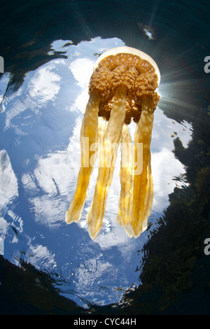 Eine Qualle Mastigias Papua, schwimmt in der Nähe der Oberfläche wo es Sonnenlicht sammeln.  Es hat symbiotische Algen in den Geweben. Stockfoto