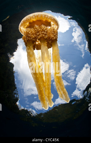 Eine Qualle Mastigias Papua, schwimmt nahe der Oberfläche, wo es sammelt Sonnenlicht.  Freuen Sie sich auf symbiotische Algen innerhalb der Gewebe. Stockfoto