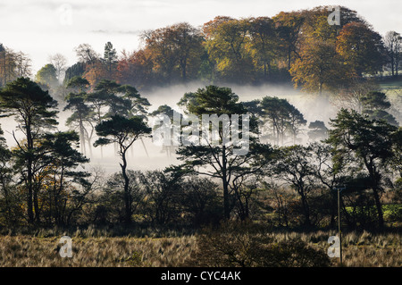 Tief liegend Nebel auf ein Feld und Bäume in einem Wald in County Antrim, Nordirland Stockfoto