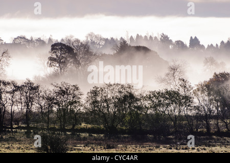 Tief liegend Nebel auf ein Feld und Bäume in einem Wald in County Antrim, Nordirland Stockfoto