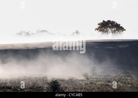 Tief liegende Nebel für Heide und Bäume in einem Wald in County Antrim, Nordirland Stockfoto