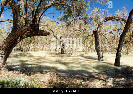 Darling River, im Outback Australien ist eines der größten im Land Stockfoto