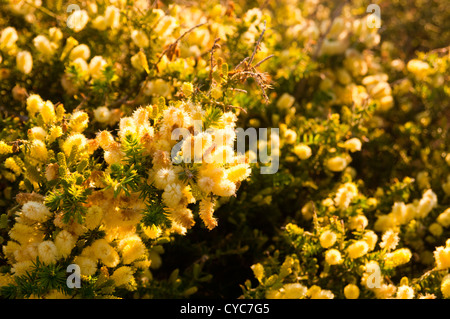 Blumen von der Australian native Wattle-Baum Stockfoto