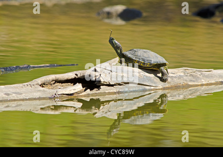 Rotwangen-schmuckschildkröte (TRACHEMYS SCRIPTA elegans) aalt sich morgen Licht im Teich anmelden, Aurora, Colorado, USA. Leider Schildkröte hat Angelhaken im Maul. Stockfoto