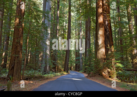 Straßenlauf durch ein Redwood Grove in Kalifornien Stockfoto