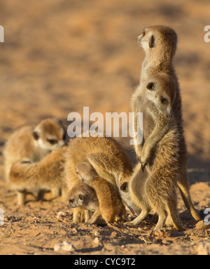 Suricate Erdmännchen Gruppe gegenseitig pflegen Stockfoto