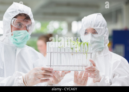 Studenten suchen in Reagenzgläsern mit Setzlingen in Ihnen Stockfoto