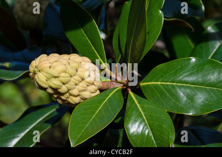 Obst Magnolia Grandiflora Magnoliaceae Stockfoto