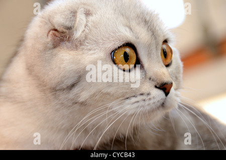 Porträt von scottish Fold Kater Nahaufnahme. Stockfoto